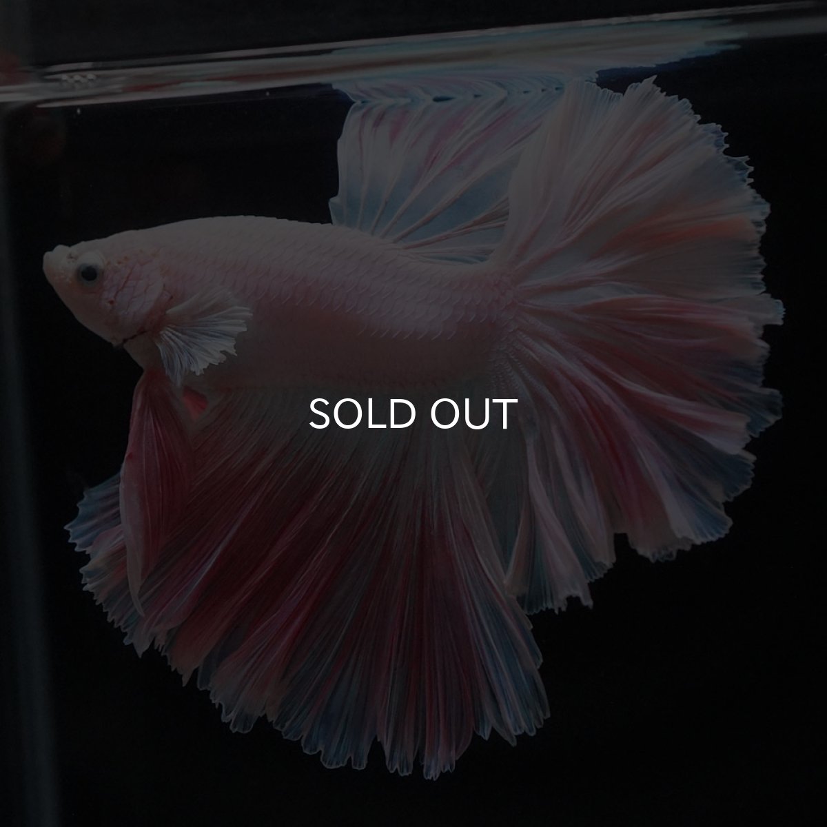 画像5: HM　ホワイトファンシー　ローズテール (5)