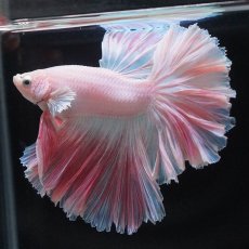 画像5: HM　ホワイトファンシー　ローズテール (5)