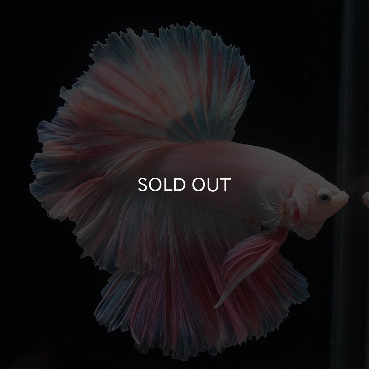 画像4: HM　ホワイトファンシー　ローズテール (4)