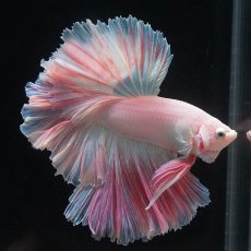 画像4: HM　ホワイトファンシー　ローズテール (4)