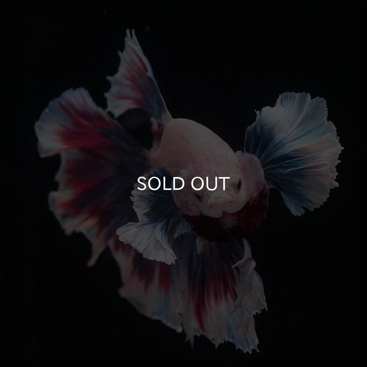 画像9: HMダンボ　ファンシー (9)