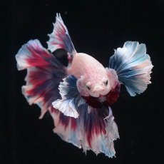 画像9: HMダンボ　ファンシー (9)