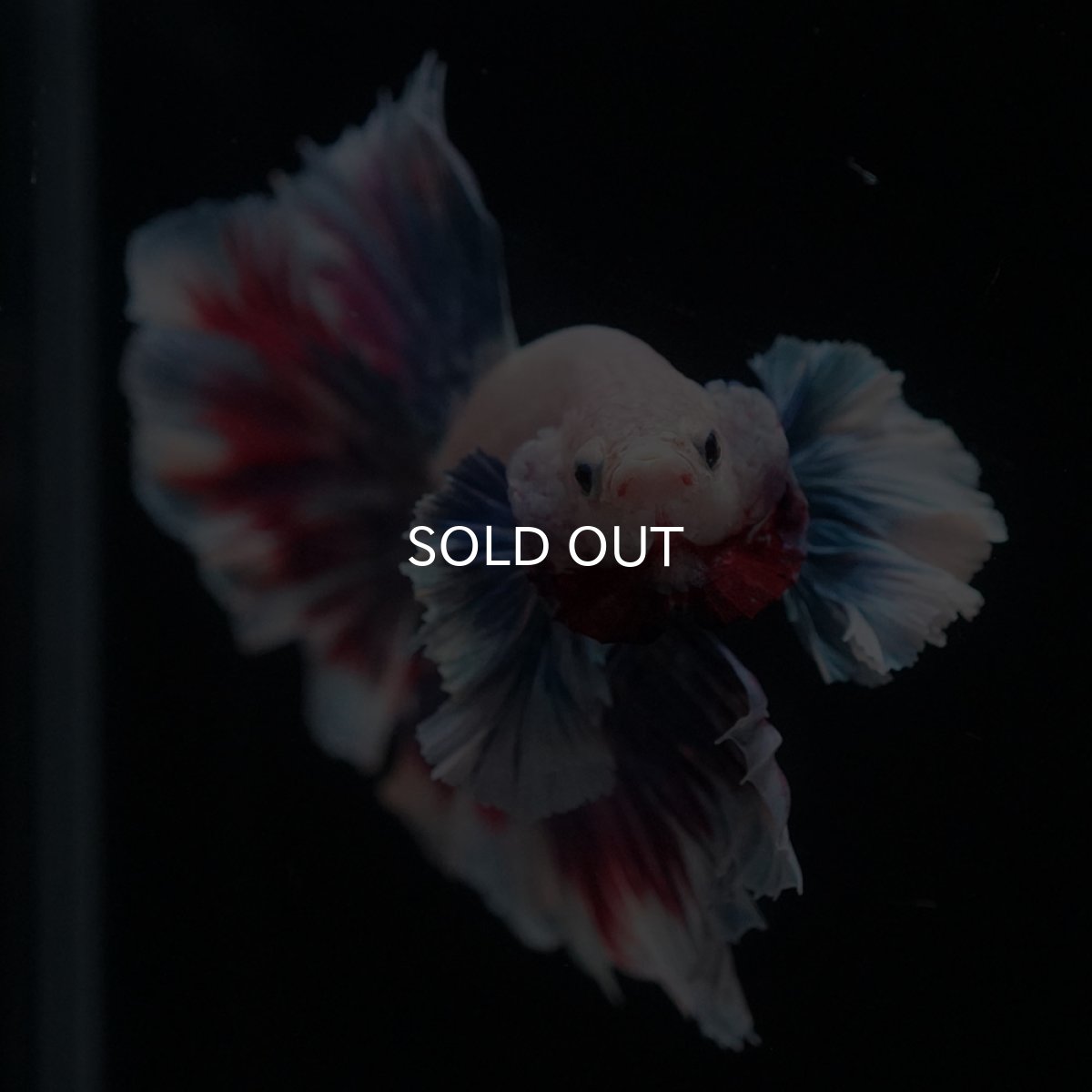 画像3: HMダンボ　ファンシー (3)