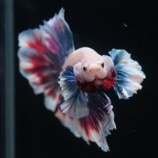 画像3: HMダンボ　ファンシー (3)