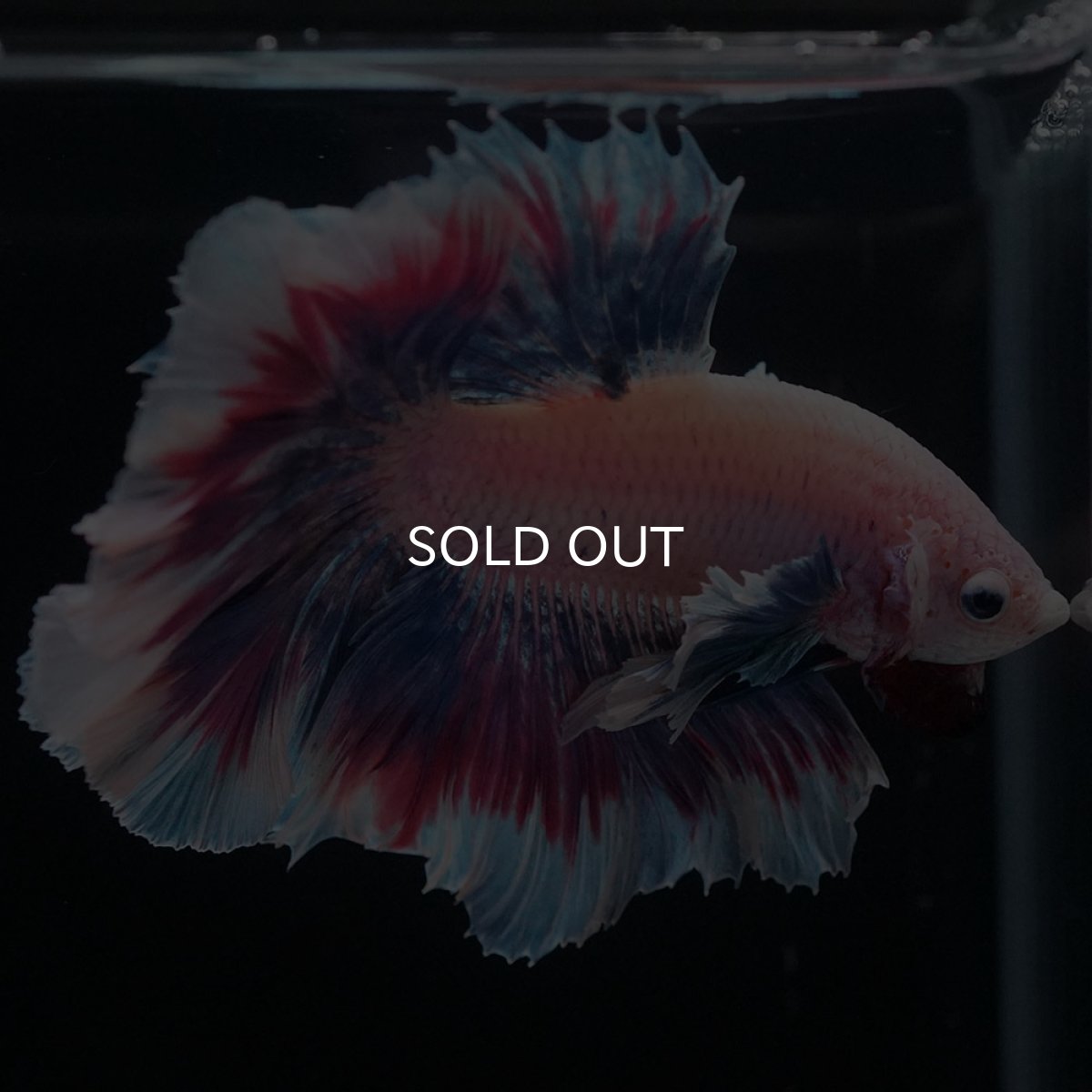 画像11: HMダンボ　ファンシー (11)