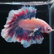 画像11: HMダンボ　ファンシー (11)