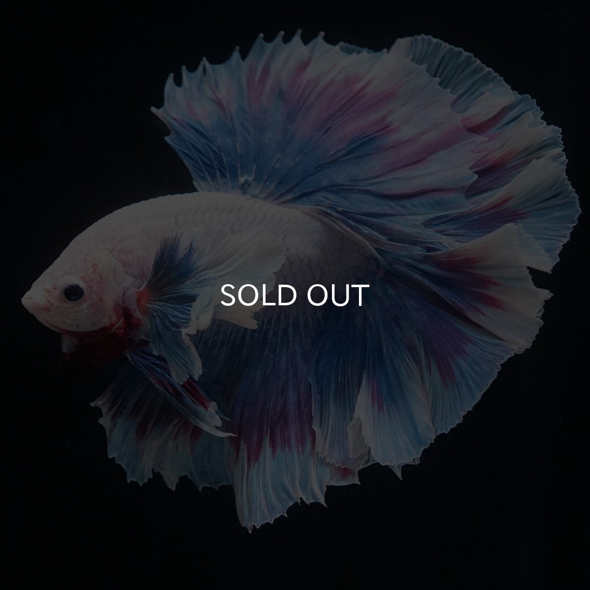 画像4: HMダンボ　ファンシー (4)