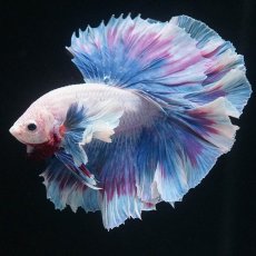 画像4: HMダンボ　ファンシー (4)