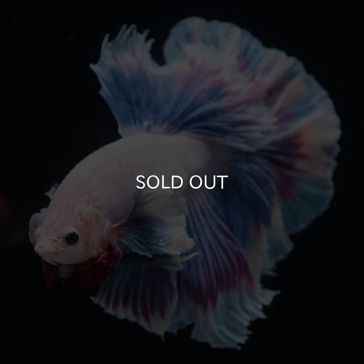 画像6: HMダンボ　ファンシー (6)