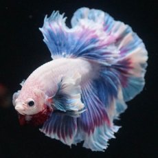 画像6: HMダンボ　ファンシー (6)