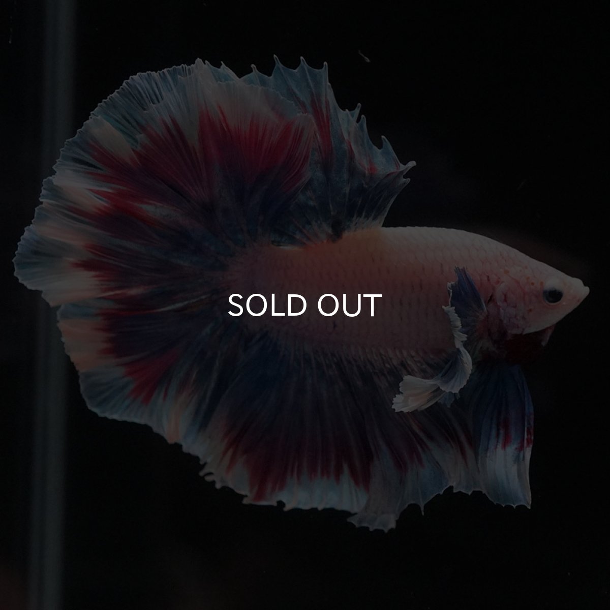 画像10: HMダンボ　ファンシー (10)