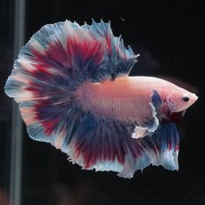 画像10: HMダンボ　ファンシー (10)