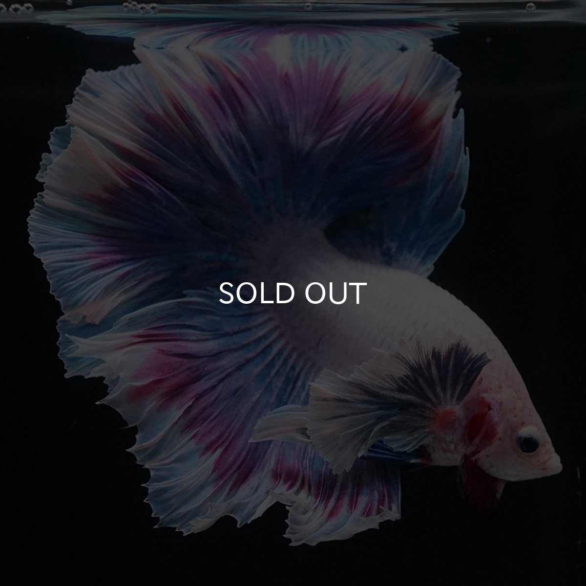 画像8: HMダンボ　ファンシー (8)