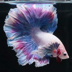 画像8: HMダンボ　ファンシー (8)