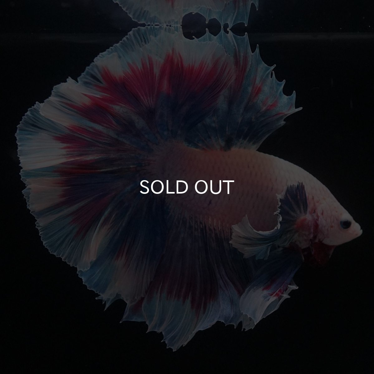 画像2: HMダンボ　ファンシー (2)