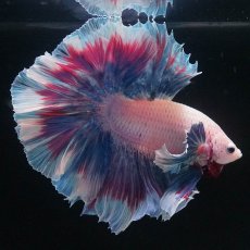 画像2: HMダンボ　ファンシー (2)