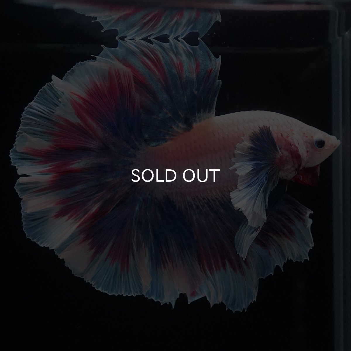 画像7: HMダンボ　ファンシー (7)