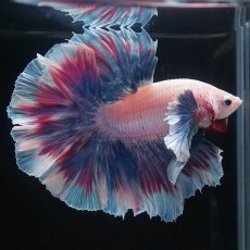 画像7: HMダンボ　ファンシー (7)