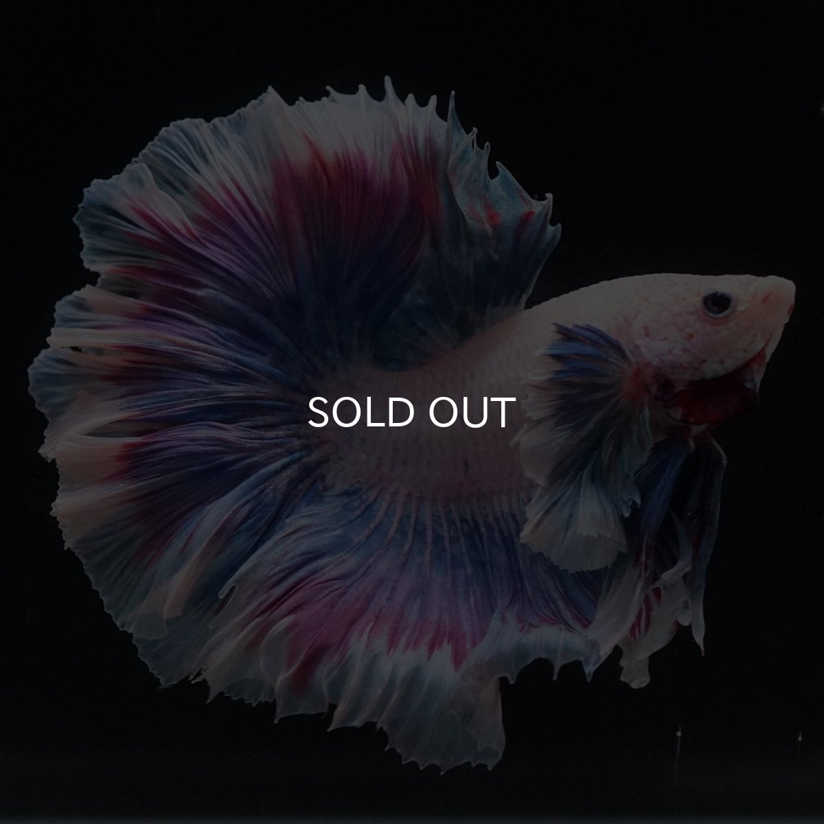 画像5: HMダンボ　ファンシー (5)