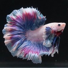 画像5: HMダンボ　ファンシー (5)