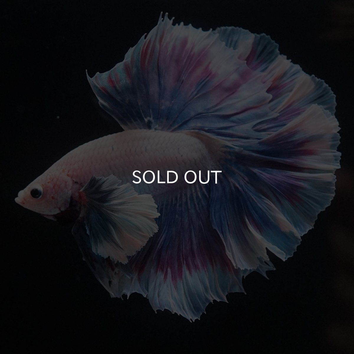 画像1: HMダンボ　ファンシー (1)