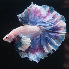 画像1: HMダンボ　ファンシー (1)