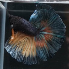 画像1: HM　イエローカッパー (1)