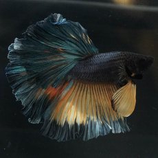 画像2: HM　イエローカッパー (2)