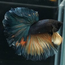 画像4: HM　イエローカッパー (4)