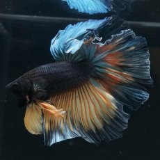 画像5: HM　イエローカッパー (5)