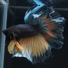 画像3: HM　イエローカッパー (3)