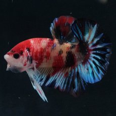 画像1: HMPK　キャンディ (1)