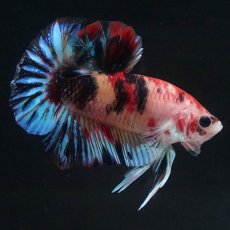 画像6: HMPK　キャンディ (6)