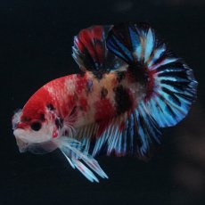 画像5: HMPK　キャンディ (5)