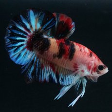 画像2: HMPK　キャンディ (2)