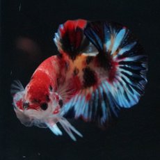 画像3: HMPK　キャンディ (3)