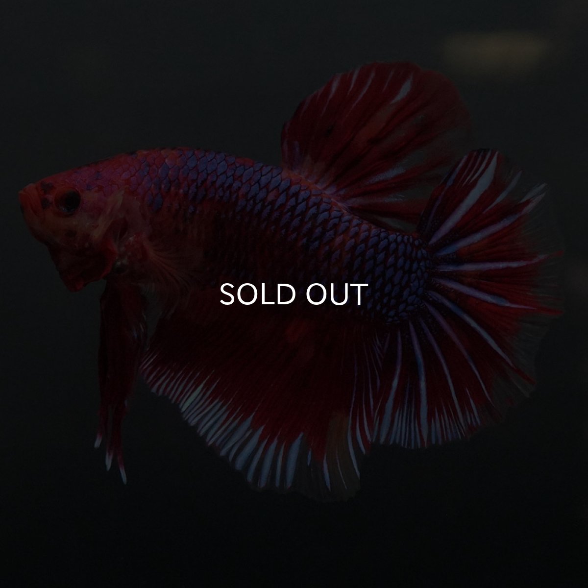 画像5: GHMPK　レッドギャラクシー (5)