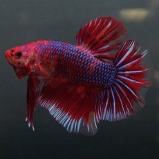 画像5: GHMPK　レッドギャラクシー (5)