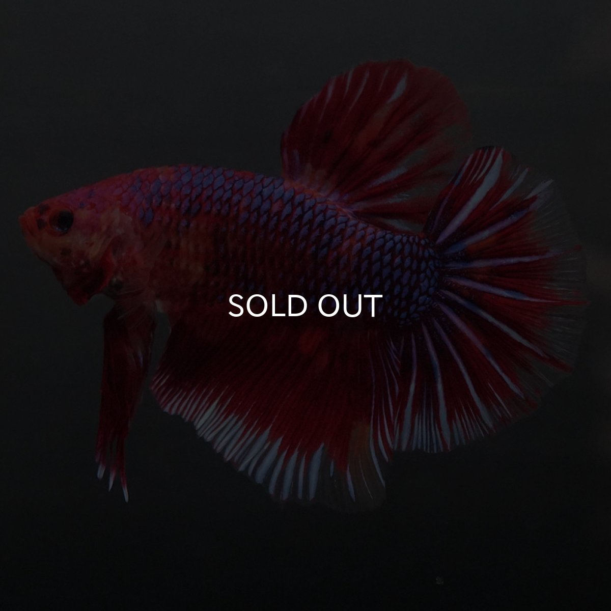 画像2: GHMPK　レッドギャラクシー (2)