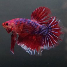 画像2: GHMPK　レッドギャラクシー (2)