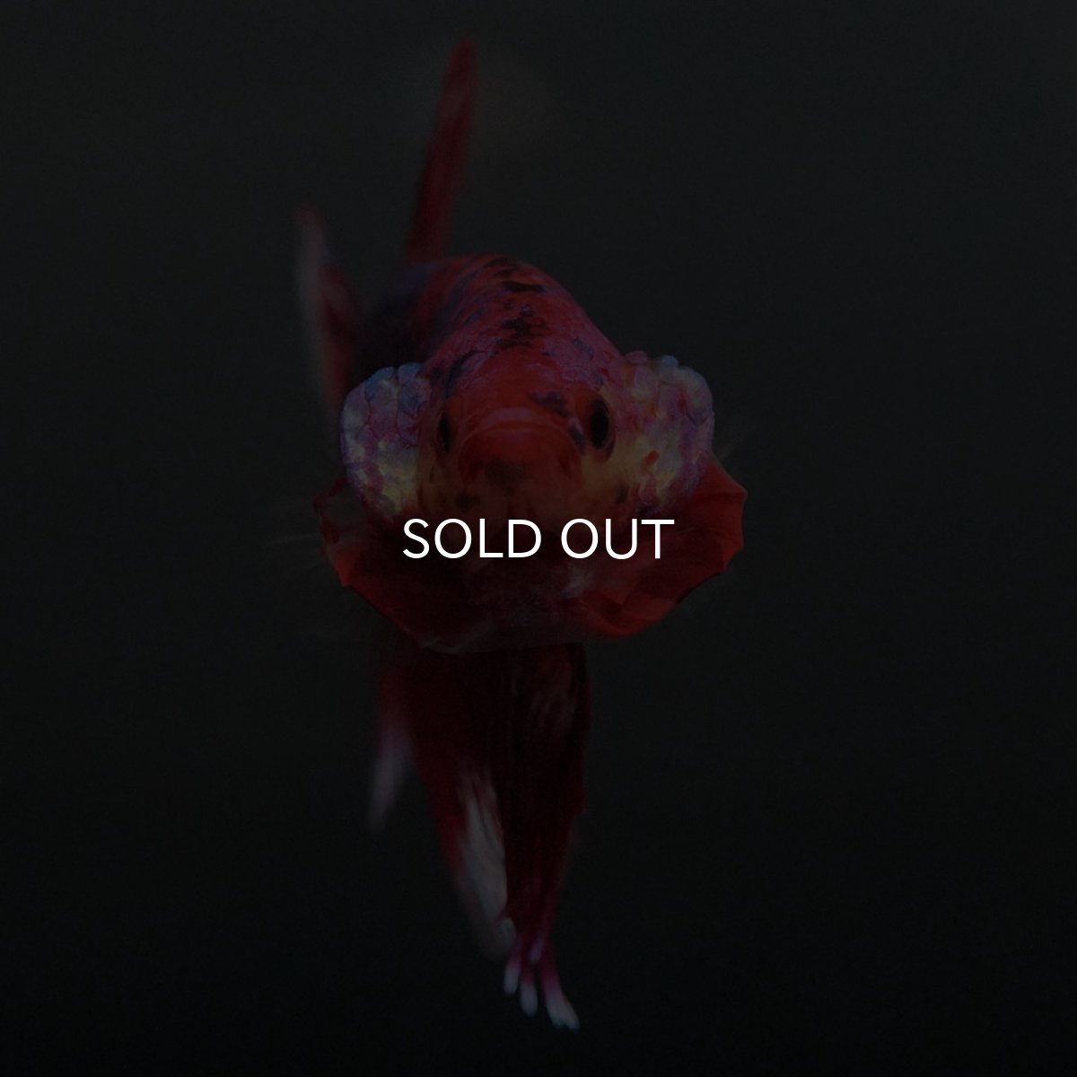 画像3: GHMPK　レッドギャラクシー (3)