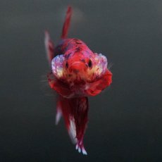 画像3: GHMPK　レッドギャラクシー (3)