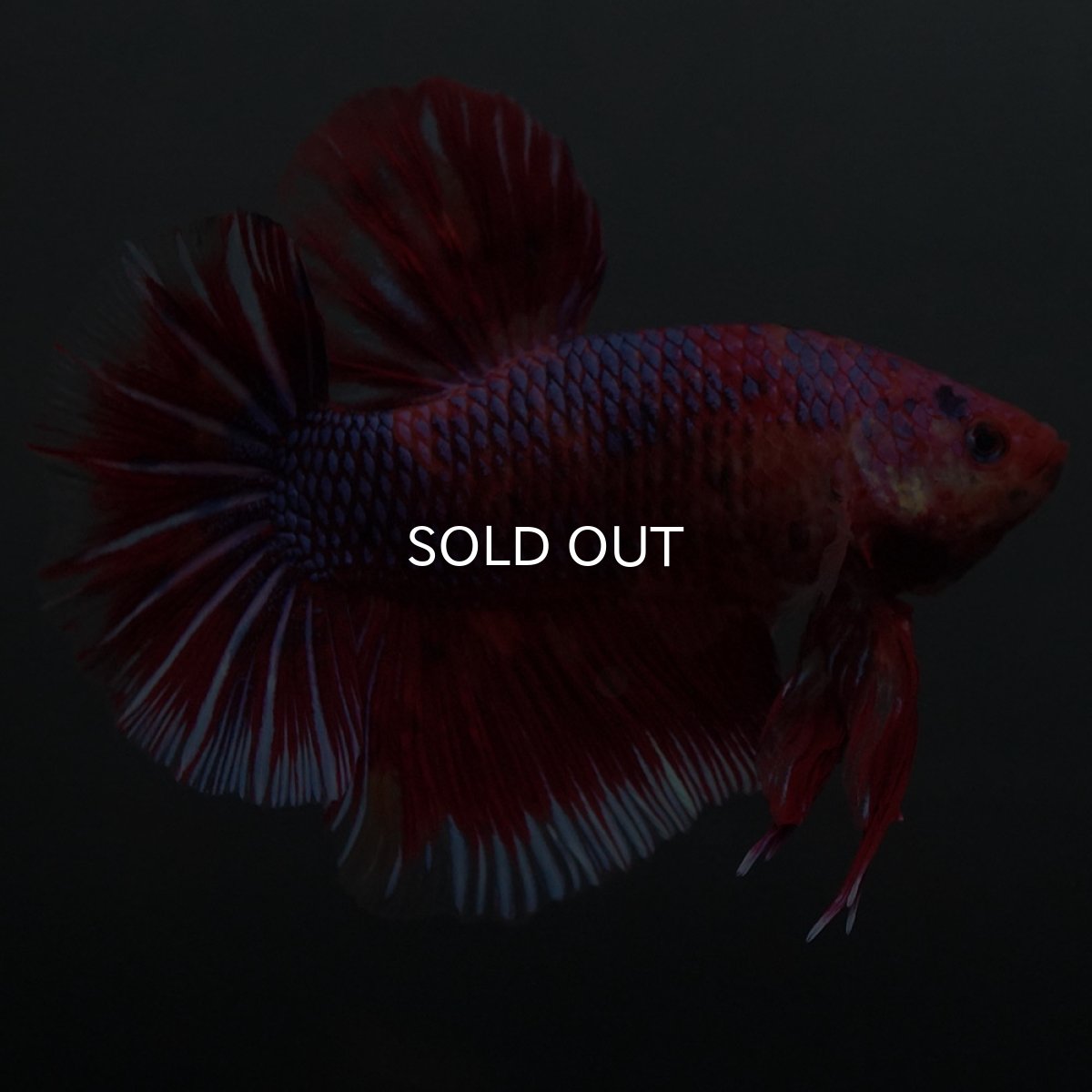 画像7: GHMPK　レッドギャラクシー (7)