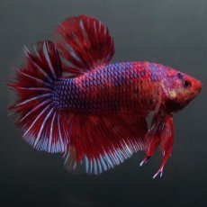 画像7: GHMPK　レッドギャラクシー (7)