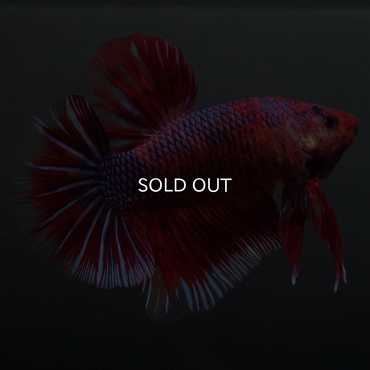 画像9: GHMPK　レッドギャラクシー (9)