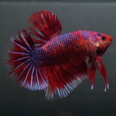 画像9: GHMPK　レッドギャラクシー (9)