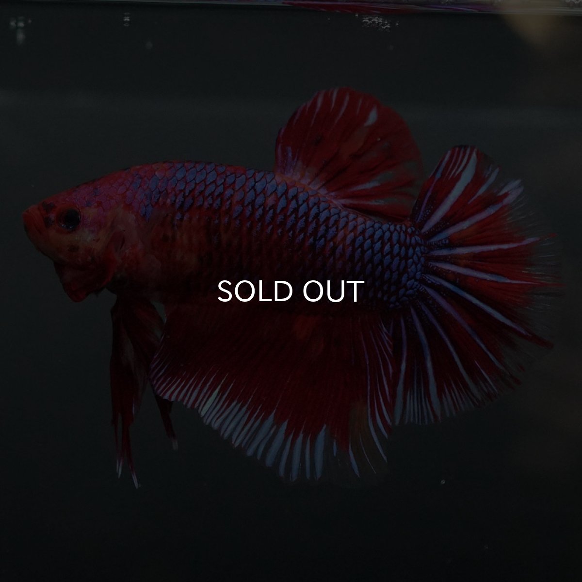 画像6: GHMPK　レッドギャラクシー (6)