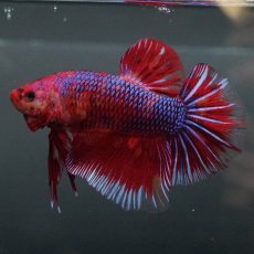 画像6: GHMPK　レッドギャラクシー (6)