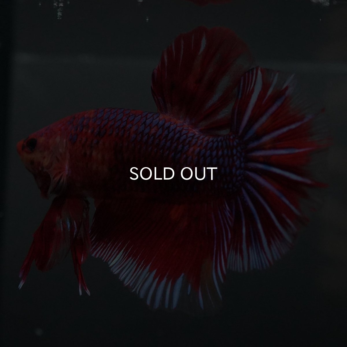 画像8: GHMPK　レッドギャラクシー (8)