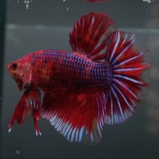 画像8: GHMPK　レッドギャラクシー (8)